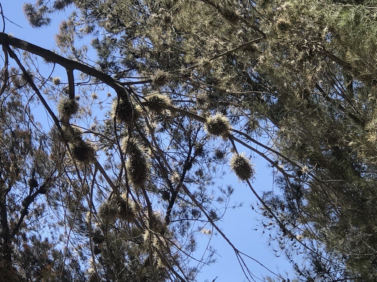 Plaga en los árboles del Parque Hidalgo