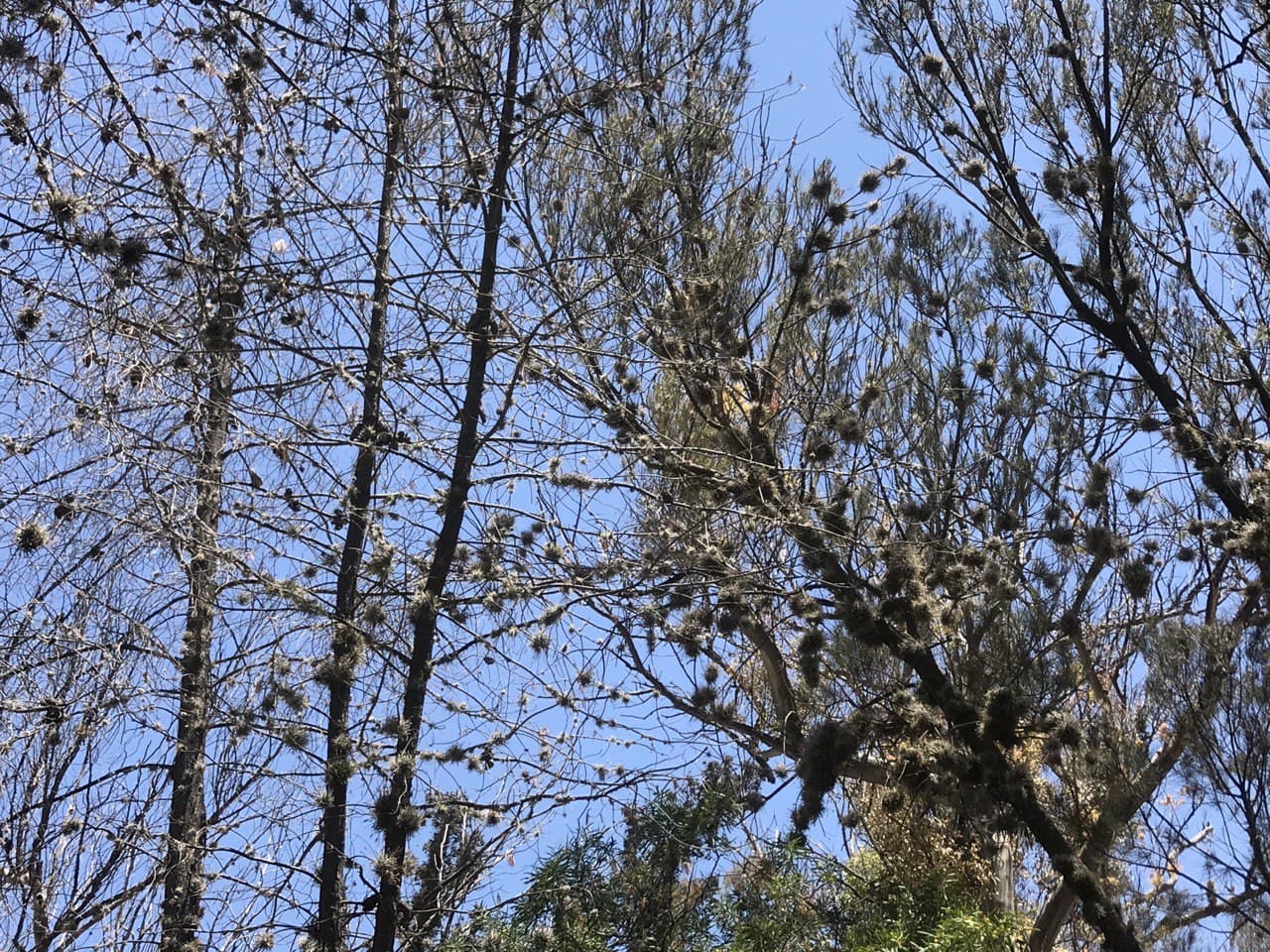 Plaga en los árboles del Parque Hidalgo
